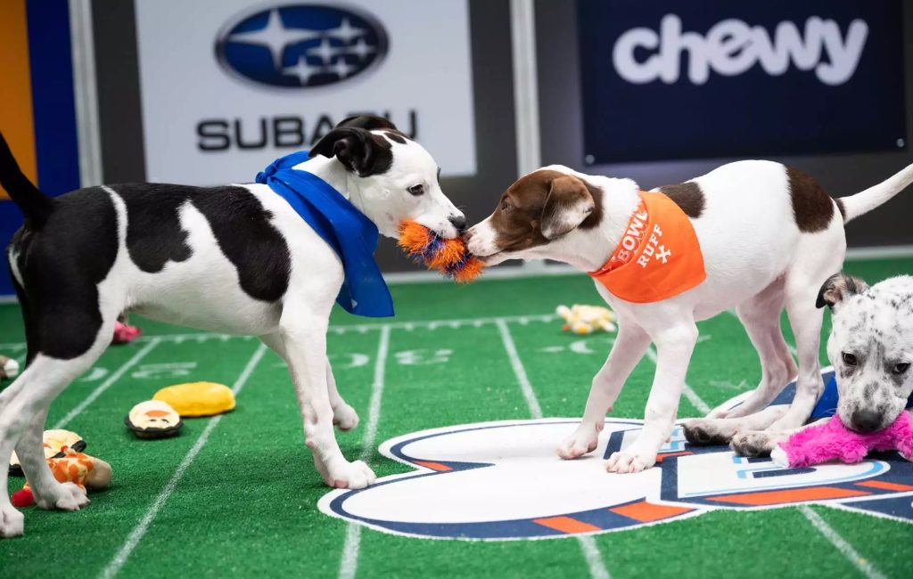 How to watch the Puppy Bowl 2023, preSuper Bowl event starring dogs